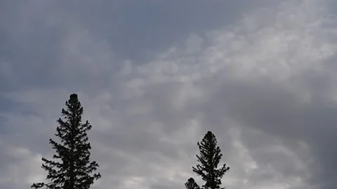 Gay clouds moving in a time lapse above two spruce trees. Stock Footage 150236223