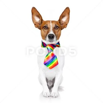Gay pride dog Stock Photos