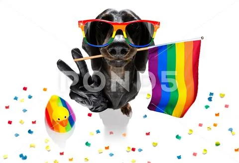 Gay pride dog Stock Photos