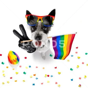 Gay pride dog Stock Photos