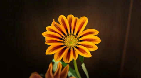 Gazania closing in the evening Stock Footage 39793722
