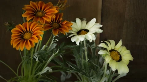 Gazania closing in the evening Stock Footage 44282112