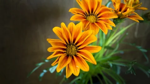 Gazania closing in the evening Stock Footage 44295493
