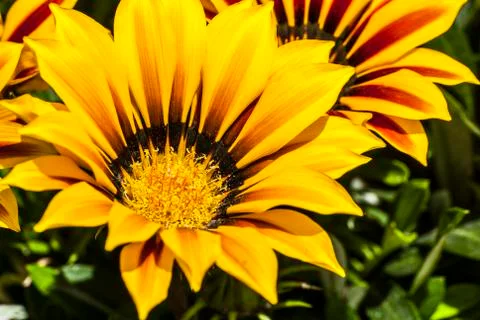 GAZANIA FLOWER Stock Photos