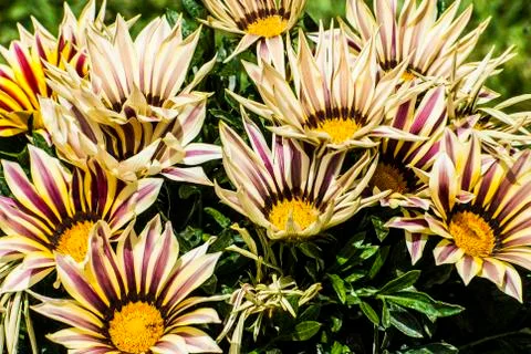 GAZANIA FLOWER Stock Photos