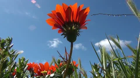 A gazania . Stock Footage 12595987