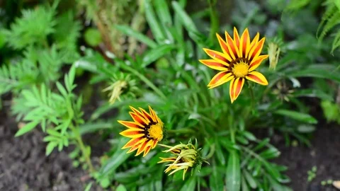 Gazania Stock Footage
