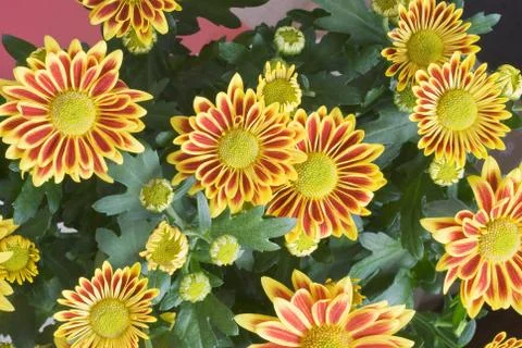 Gazania Stock Photos