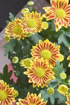 Gazania Stock Photos