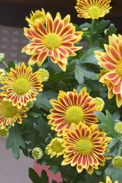 Gazania Stock Photos