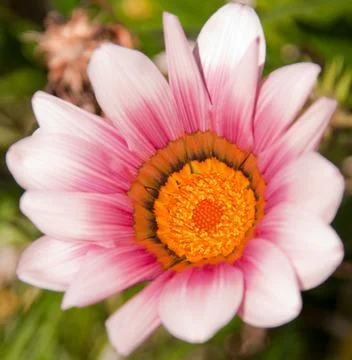Gazania Stock Photos