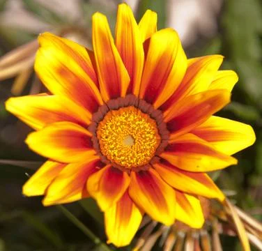 Gazania Stock Photos