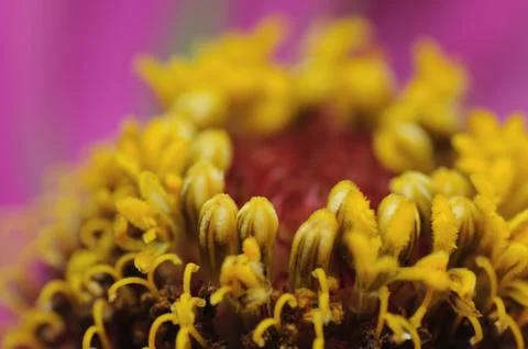 Gazania Stock Photos