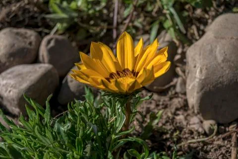 Gazania Stock Photos
