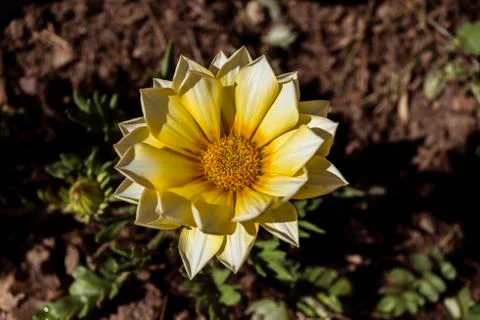 Gazania Stock Photos
