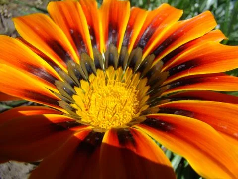 Gazania Stock Photos