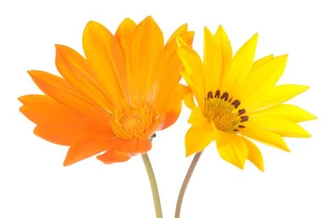 Gazania Stock Photos