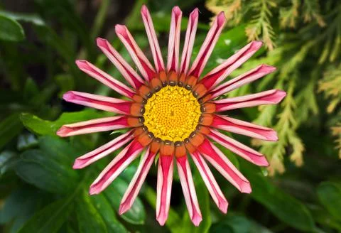 Gazania Stock Photos