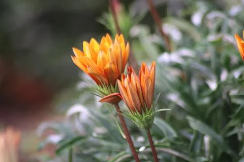Gazania rigens flower view Foto stock