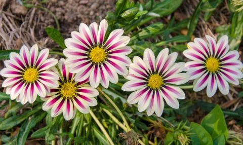 Gazania sunny flower Stock Photos