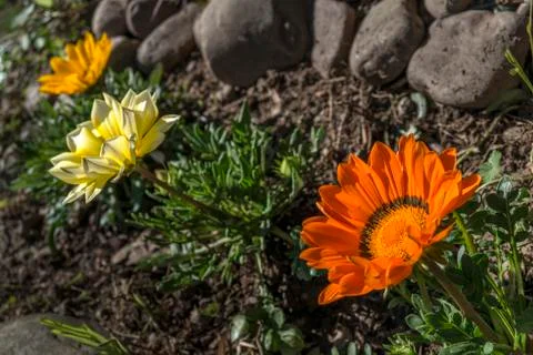 Gazanias Foto stock
