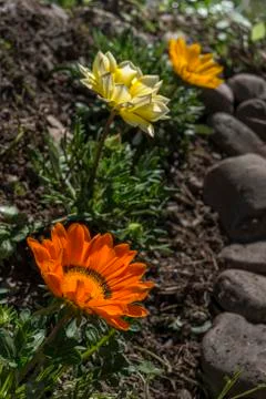 Gazanias Stock Photos