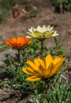 Gazanias Stock Photos