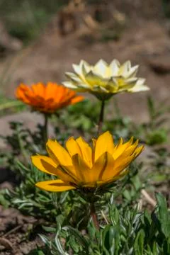 Gazanias Foto stock