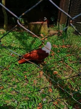 The gaze of the bondol eagle Stock Photos