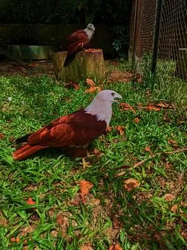 The gaze of the bondol eagle Stock Photos