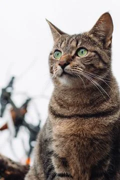 The gaze of a cat Stock Photos