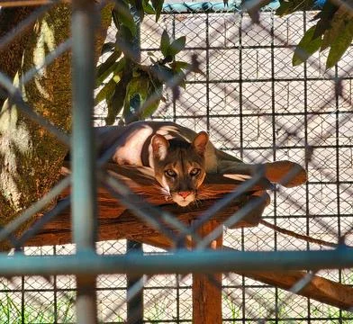 The Gaze of a Cougar in Captivity Foto stock