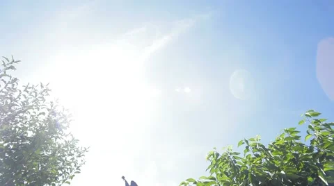 Gazebo In The Garden Video stock 52432485