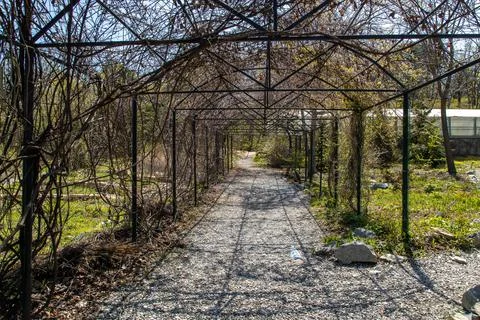 Gazebo with grapes in spring Stock Photos