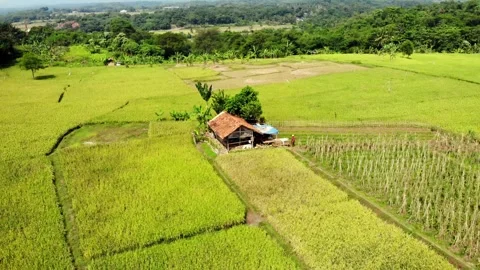 Gazebo in the Middle of The Rice Fields. Sukabumi, Indonesia Video stock 245960228
