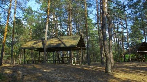 Gazebo In The Pine Forest Stock Footage 113460132