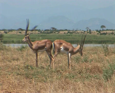 Gazell   Bird Video stock 558433