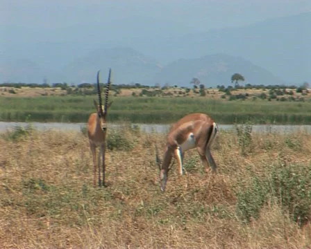 Gazell Video stock 559037