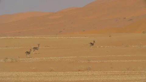 Gazella Gazella Stock-Footage 112776991