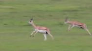 Gazelle African Wildlife Safari Speed Running Fast Stock Footage