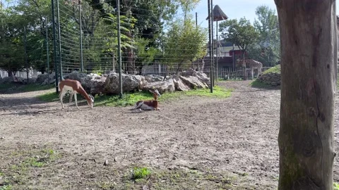 Gazelle and giraffe 스톡 동영상 218972729