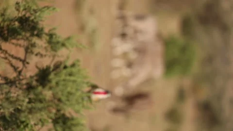 Gazelle with Bird in Foreground Stock Footage 234678934