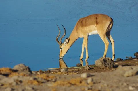 Gazelle drinking Stock Photos