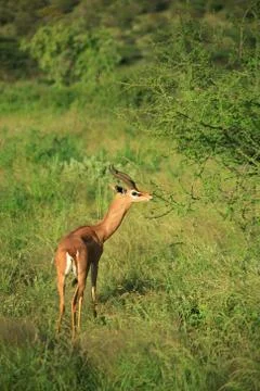 Gazelle eating Stock Photos