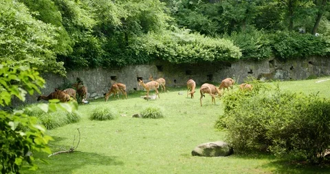 Gazelle in a Field Stock Footage 95055616