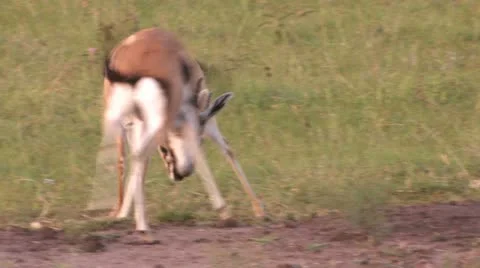 Gazelle fight Stock Footage 22247152