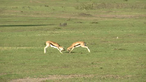 Gazelle fighting 스톡 동영상 979320