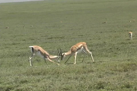 Gazelle Stock Footage 125793