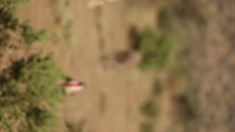 Gazelle Stock Footage 234678933