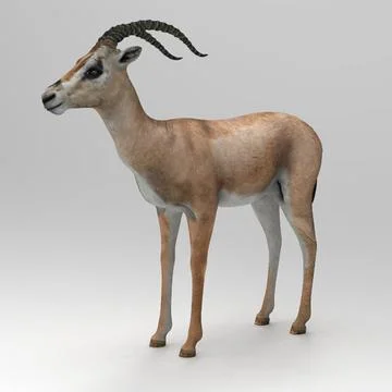 Gazelle Grants 3D Model